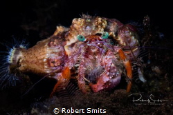 Did you know that hermitcrabs have 'social networks' to f... by Robert Smits 